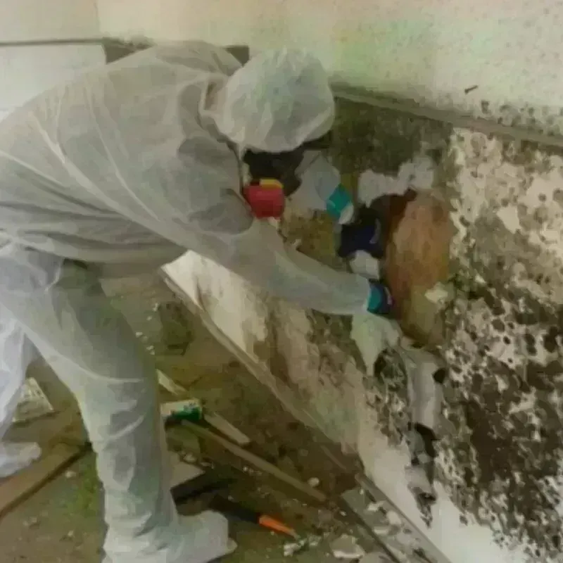 Mold Remediation and Removal in Greenville, MO